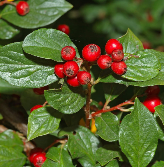 Pépinières Français PF_COTONEASTE1 COTONEASTER x watereri ‘Cornubia’ / Cotonéaster