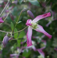 Clématite 'Rubromarginata' - clematis trinernata