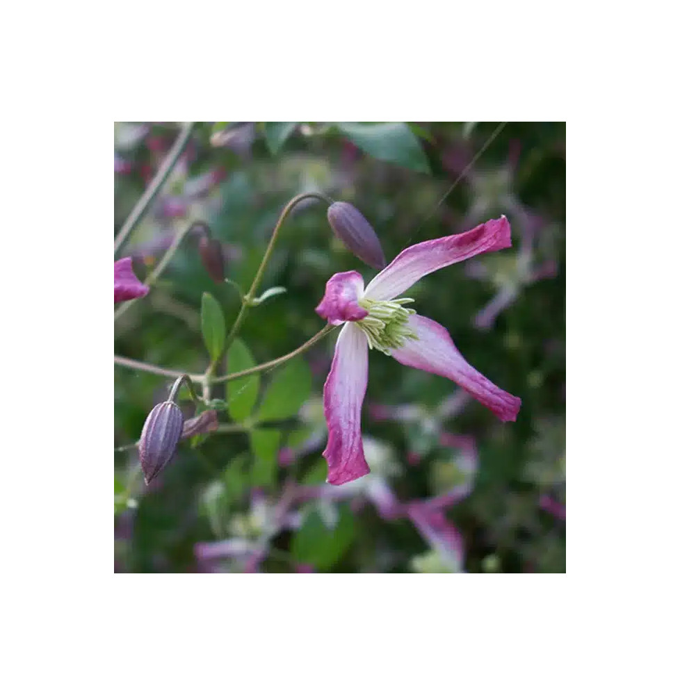 Clématite 'Rubromarginata' - clematis trinernata