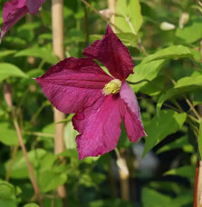 Clématite 'Sanguinea' - clematis viticella