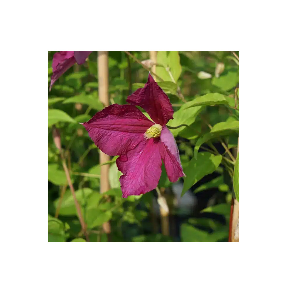 Clématite 'Sanguinea' - clematis viticella