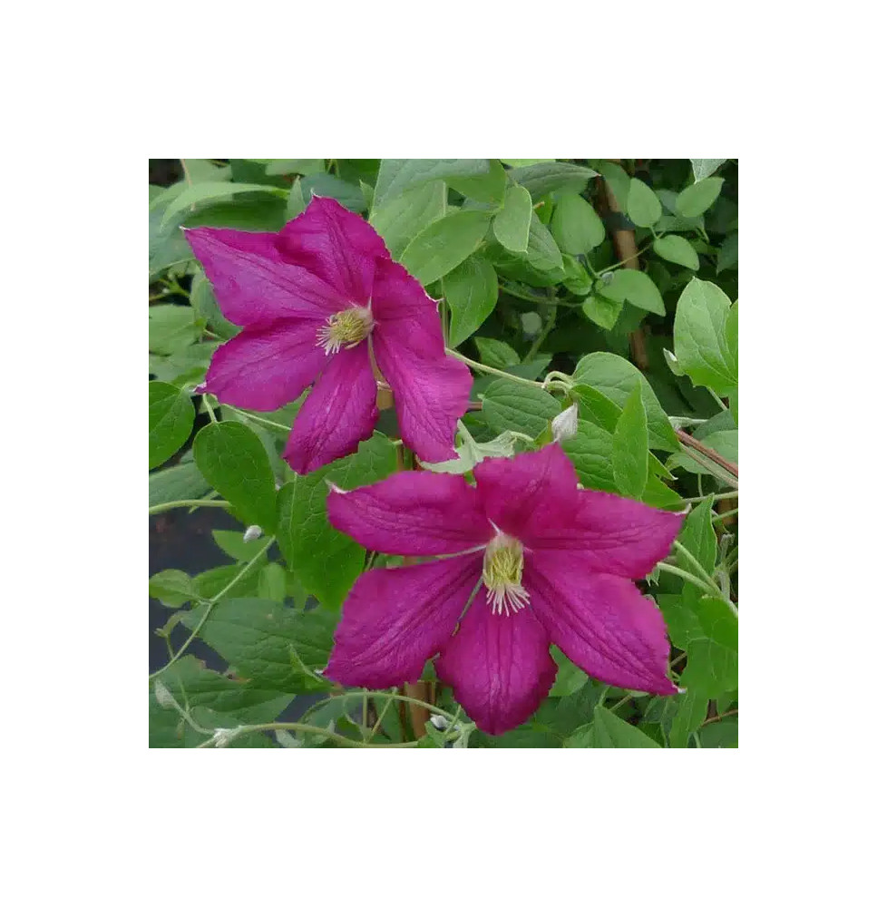 Clématite 'Sanguinea' - clematis viticella