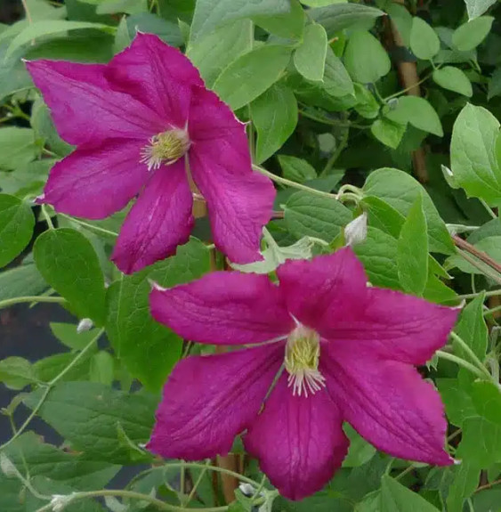 Clématite 'Sanguinea' - clematis viticella