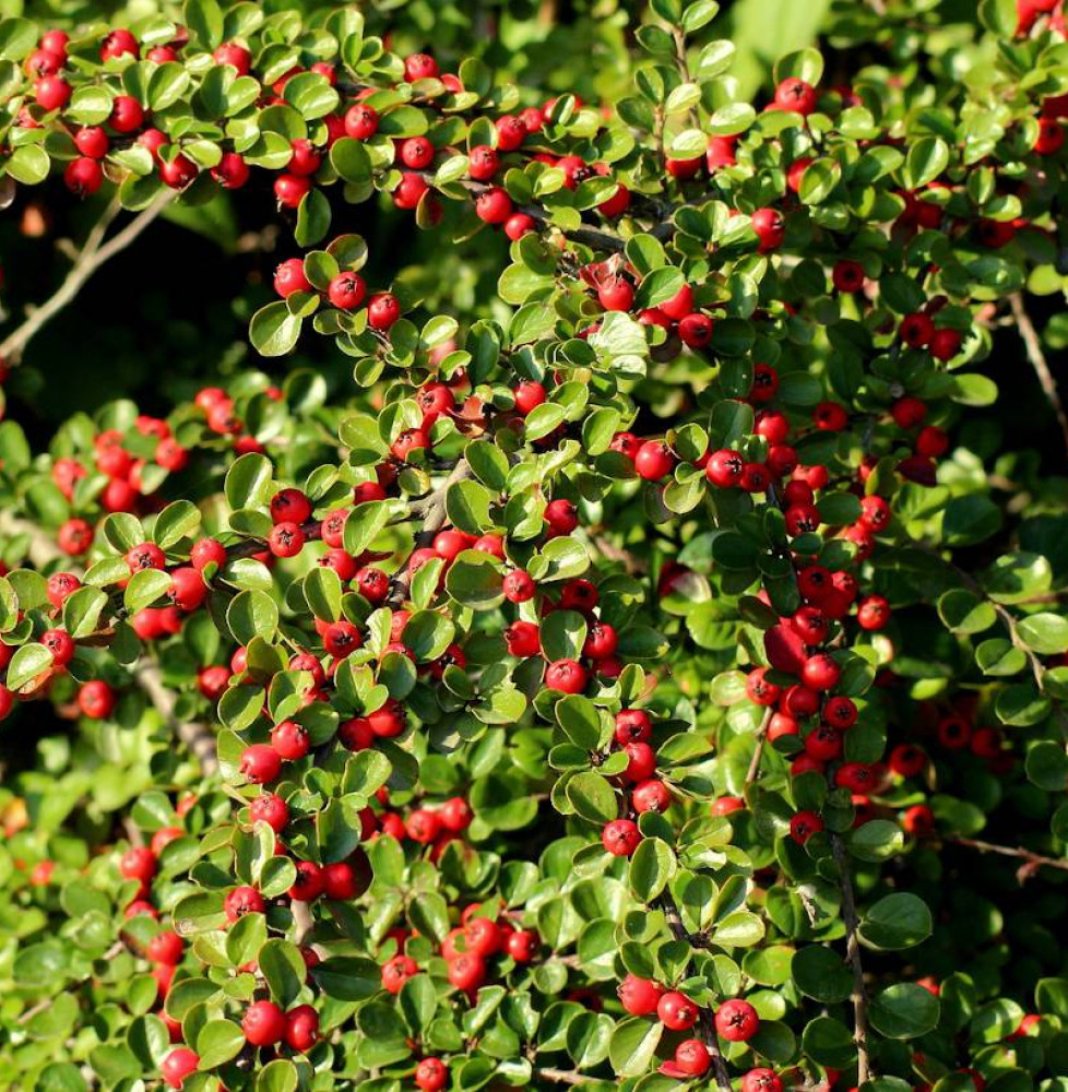 COTONEASTER x watereri ‘Cornubia’ / Cotonéaster