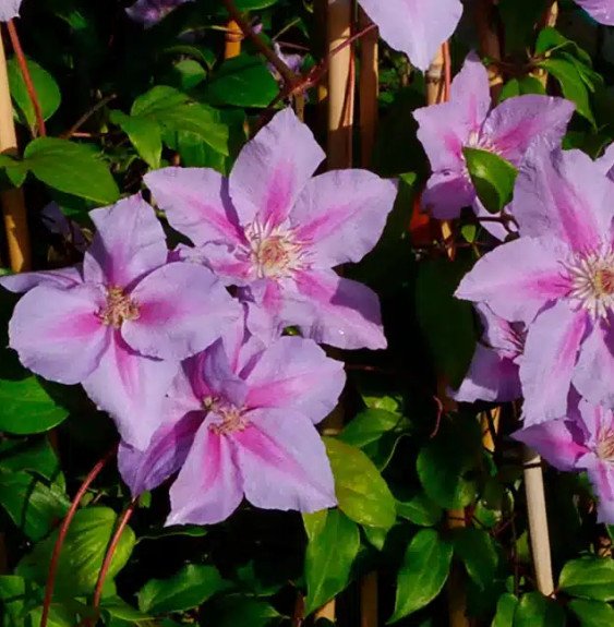 Pépinières Français PF_Clématite7167 Clématite 'Sealand Gem' - clematis