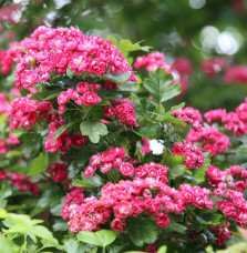 CRATAEGUS x media ‘Paul’s Scarlet’ / Aubépine