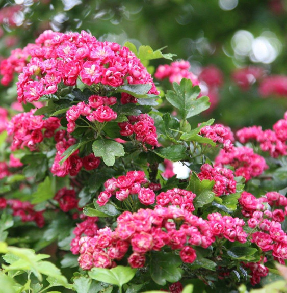 CRATAEGUS x media ‘Paul’s Scarlet’ / Aubépine