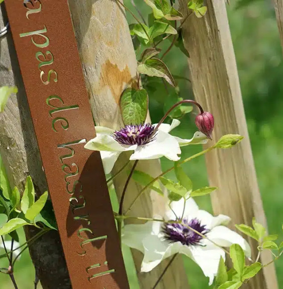 Pépinières Français PF_Clématite57 Clématite 'Sieboldii' ('Bicolor') - clematis florida