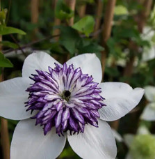 Clématite 'Sieboldii' ('Bicolor') - clematis florida