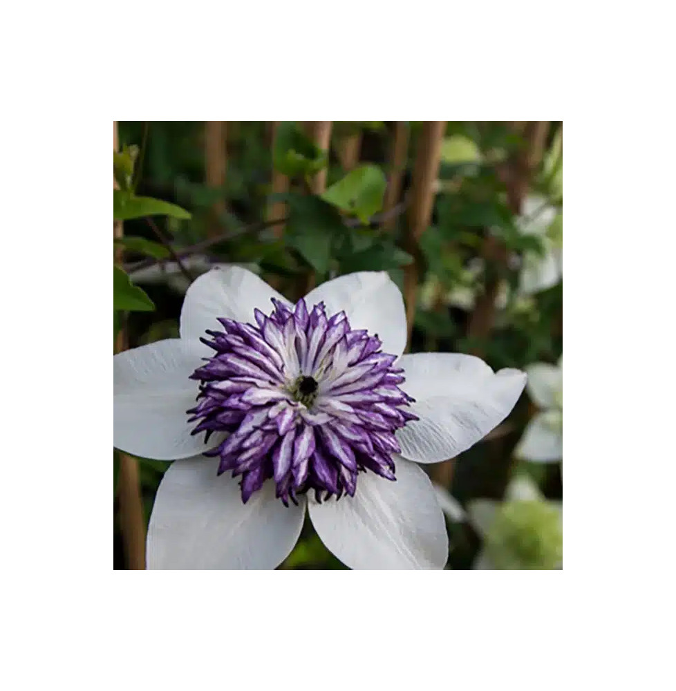 Clématite 'Sieboldii' ('Bicolor') - clematis florida