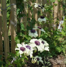 Clématite 'Sieboldii' ('Bicolor') - clematis florida