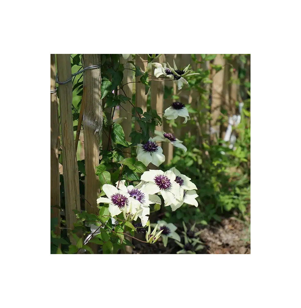 Clématite 'Sieboldii' ('Bicolor') - clematis florida