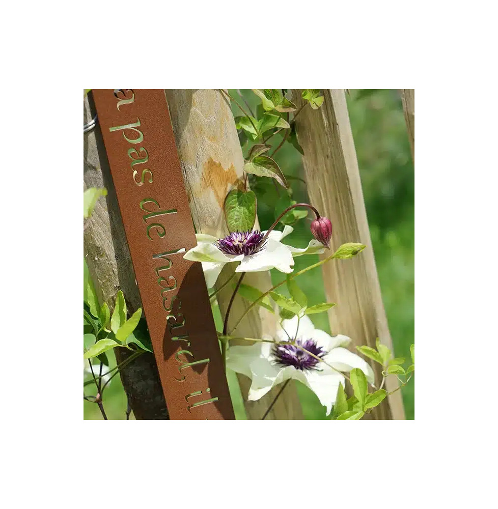 Clématite 'Sieboldii' ('Bicolor') - clematis florida