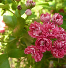 CRATAEGUS x media ‘Paul’s Scarlet’ / Aubépine