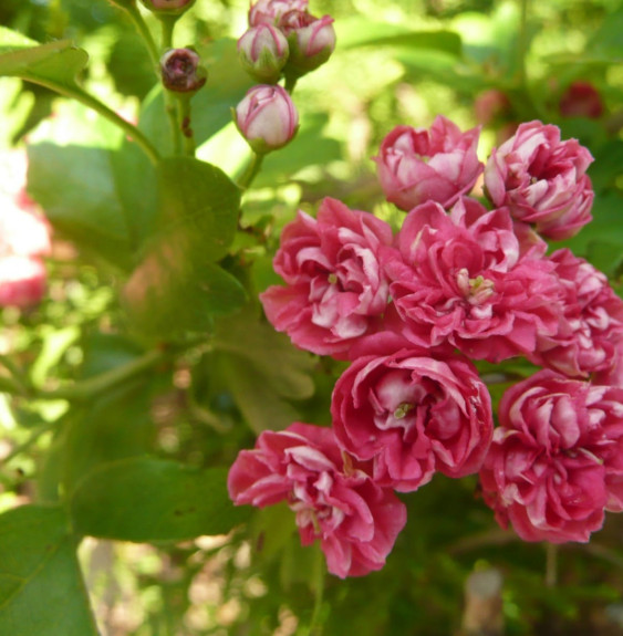 CRATAEGUS x media ‘Paul’s Scarlet’ / Aubépine