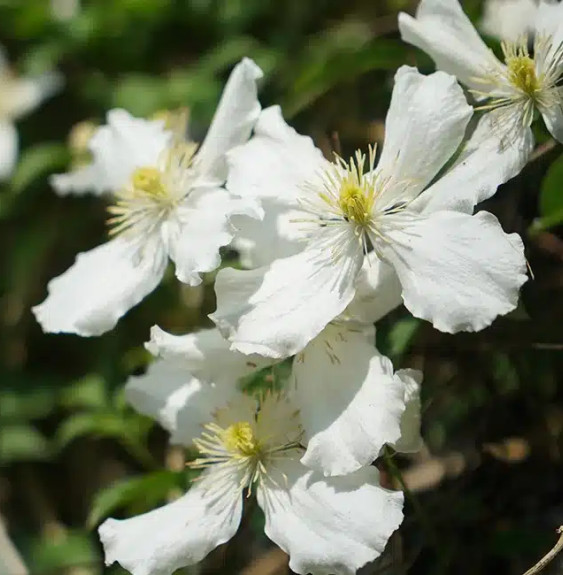 Pépinières Français PF_Clématite253 Clématite 'Spooneri' - clematis montana