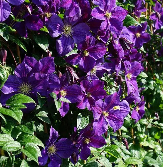 Pépinières Français PF_Clématite483 Clématite 'Star of India' - clematis jackmanii