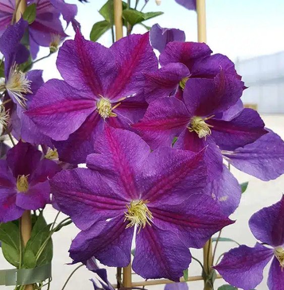 Pépinières Français PF_Clématite483 Clématite 'Star of India' - clematis jackmanii