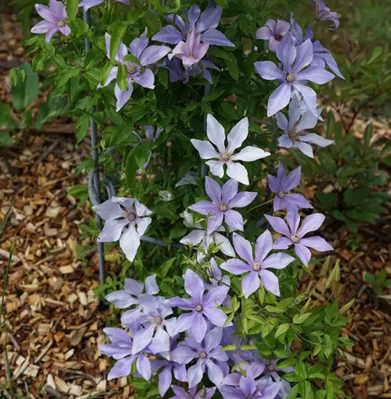 Clématite 'Sugar Sweet®' ('Scented Clem')