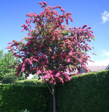 CRATAEGUS x media ‘Paul’s Scarlet’ / Aubépine