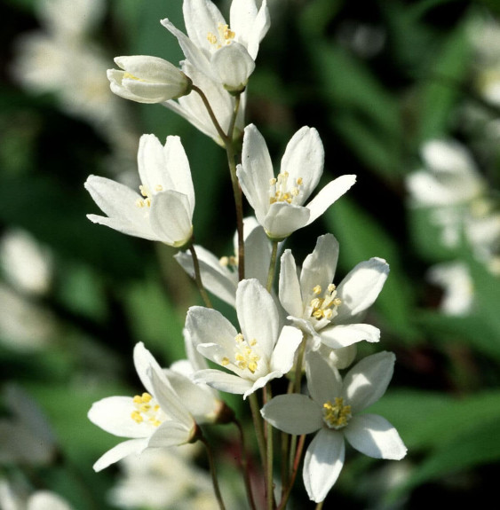 Pépinières Français PF_Deutzia-gr Deutzia gracilis   / Deutzia gracilis