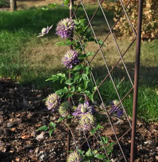 Clématite 'Taïga®' - clematis