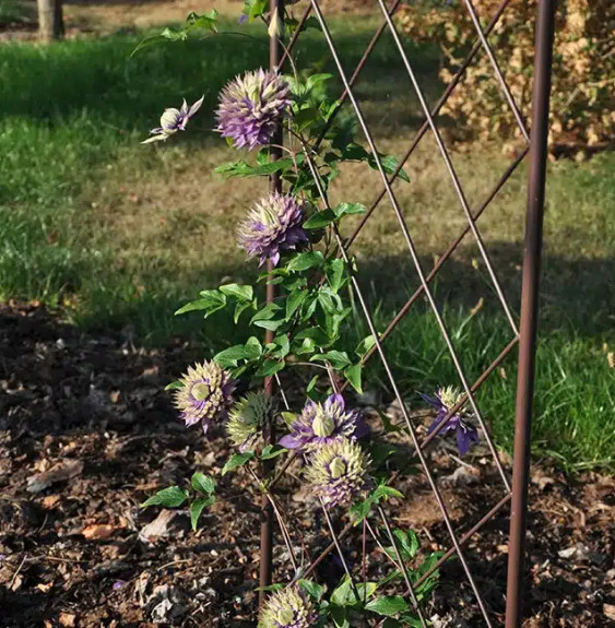 Pépinières Français PF_Clématite579 Clématite 'Taïga®' - clematis