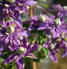 Clématite 'Taïga®' - clematis