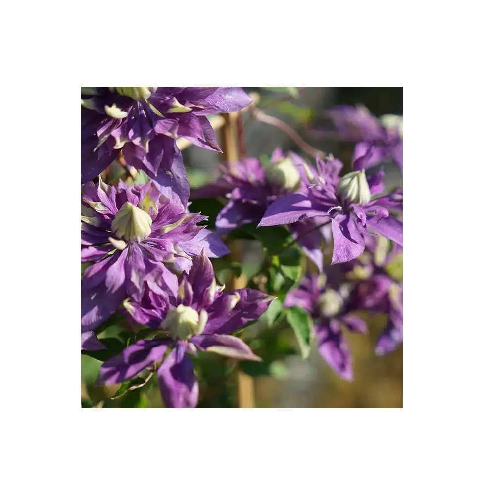 Clématite 'Taïga®' - clematis