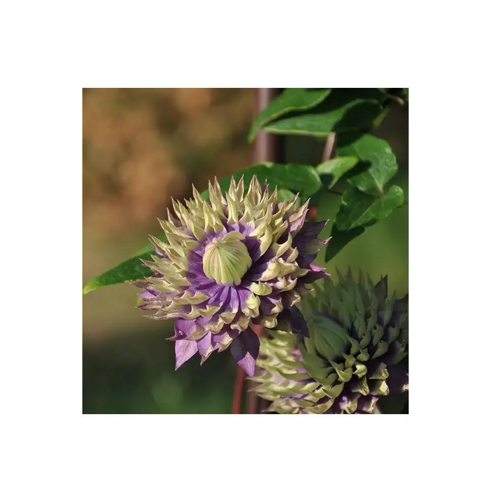 Clématite 'Taïga®' - clematis