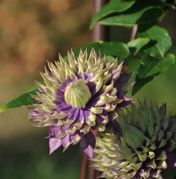 Pépinières Français PF_Clématite579 Clématite 'Taïga®' - clematis