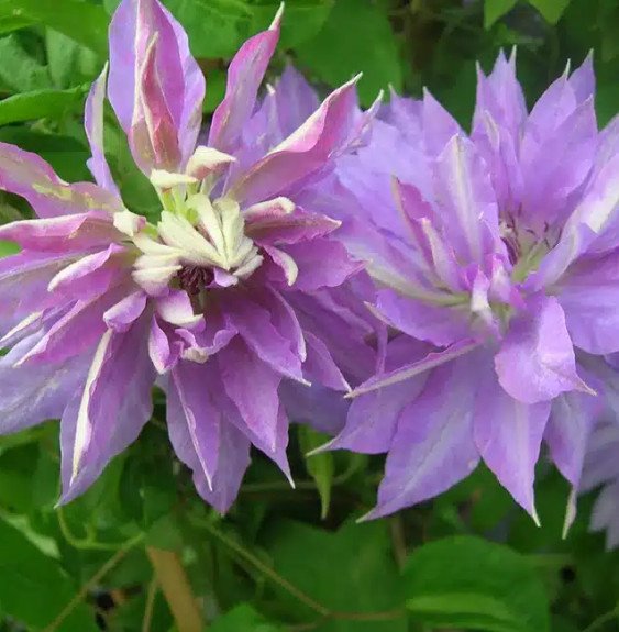 Pépinières Français PF_Clématite99 Clématite 'Teshio' - clematis patens