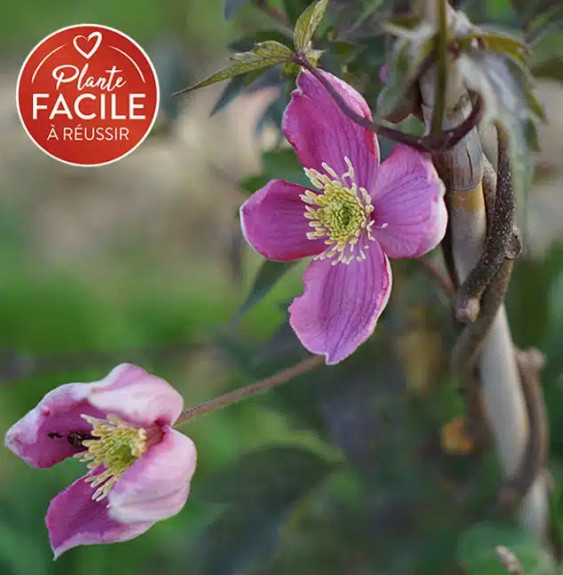 Clématite 'Tetrarose' - clematis montana