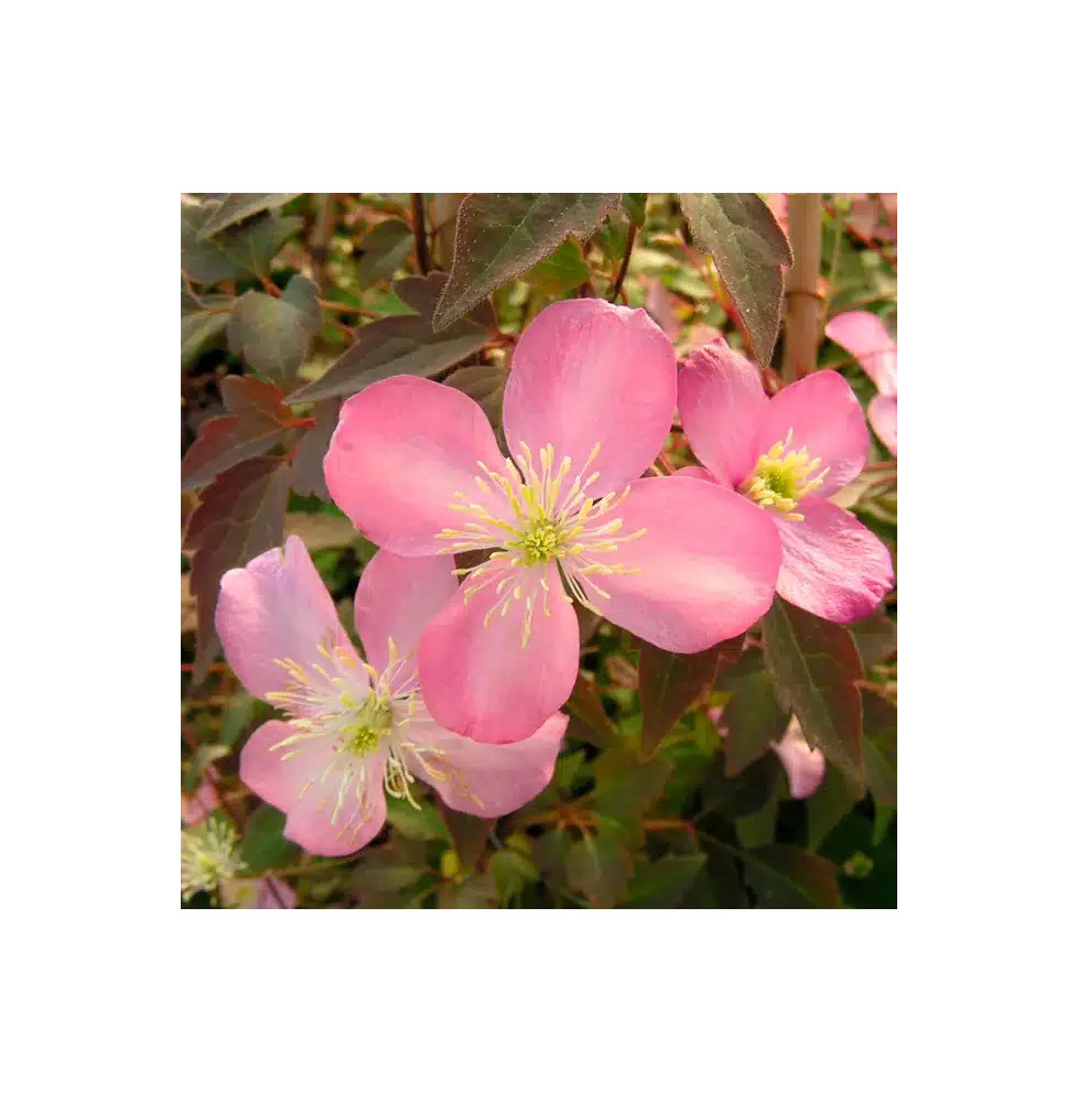 Clématite 'Tetrarose' - clematis montana