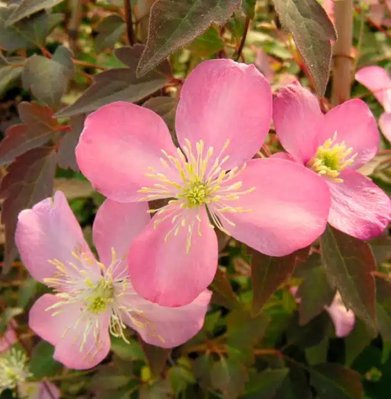 Pépinières Français PF_Clématite147 Clématite 'Tetrarose' - clematis montana