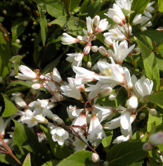 Pépinières Français PF_Deutzia-gr Deutzia gracilis   / Deutzia gracilis