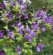 Clématite 'Tie Dye' – clematis jackmanii