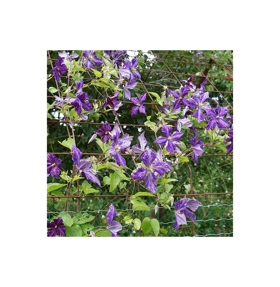 Clématite 'Tie Dye' – clematis jackmanii