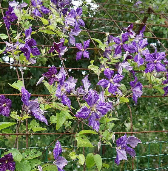 Pépinières Français PF_Clématite879 Clématite 'Tie Dye' - clematis jackmanii