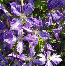 Clématite 'Tie Dye' – clematis jackmanii