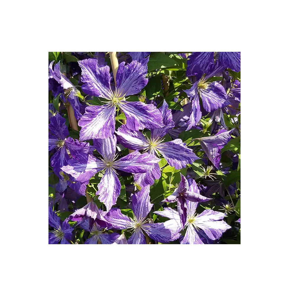 Clématite 'Tie Dye' – clematis jackmanii