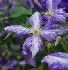 Clématite 'Tie Dye' – clematis jackmanii