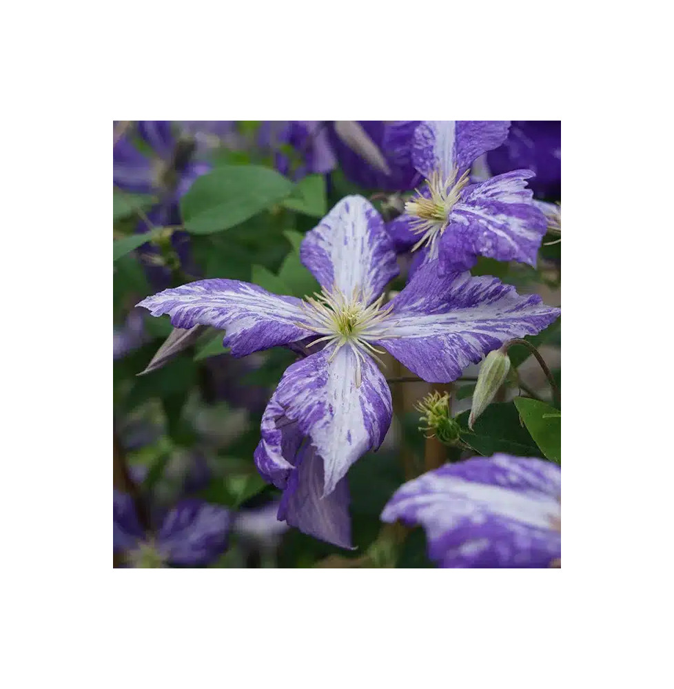 Clématite 'Tie Dye' – clematis jackmanii