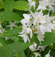 Deutzia  gracilis     / Deutzia gracilis