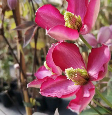 Clématite 'Van Gogh' - clematis montana