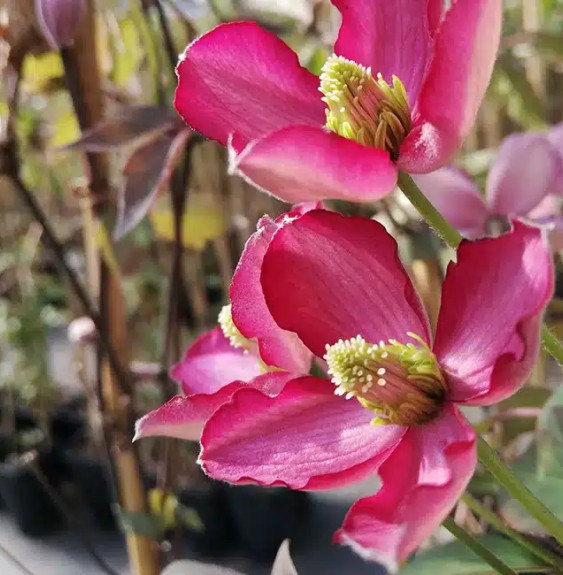 Pépinières Français PF_Clématite230 Clématite 'Van Gogh' - clematis montana