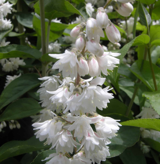 Deutzia scabra ‘Plena’ / Deutzia scabra 'Plena'