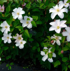 Clématite 'Van Gogh' - clematis montana