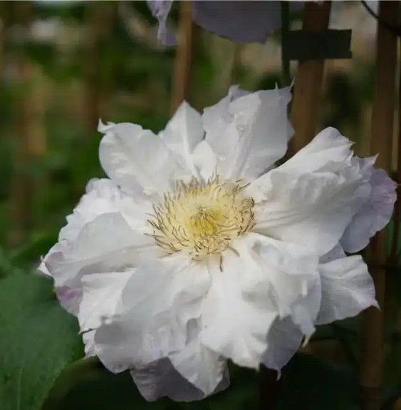 Pépinières Français PF_Clématite371 Clématite 'Veronica's Choice' - clematis