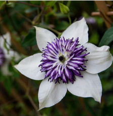 Clématite 'Viennetta®' - clematis florida